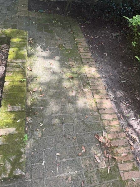 Brick walkway covered in green moss and algae before cleaning