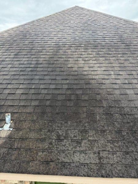 Asphalt shingle roof covered in dark black algae streaks before soft washing